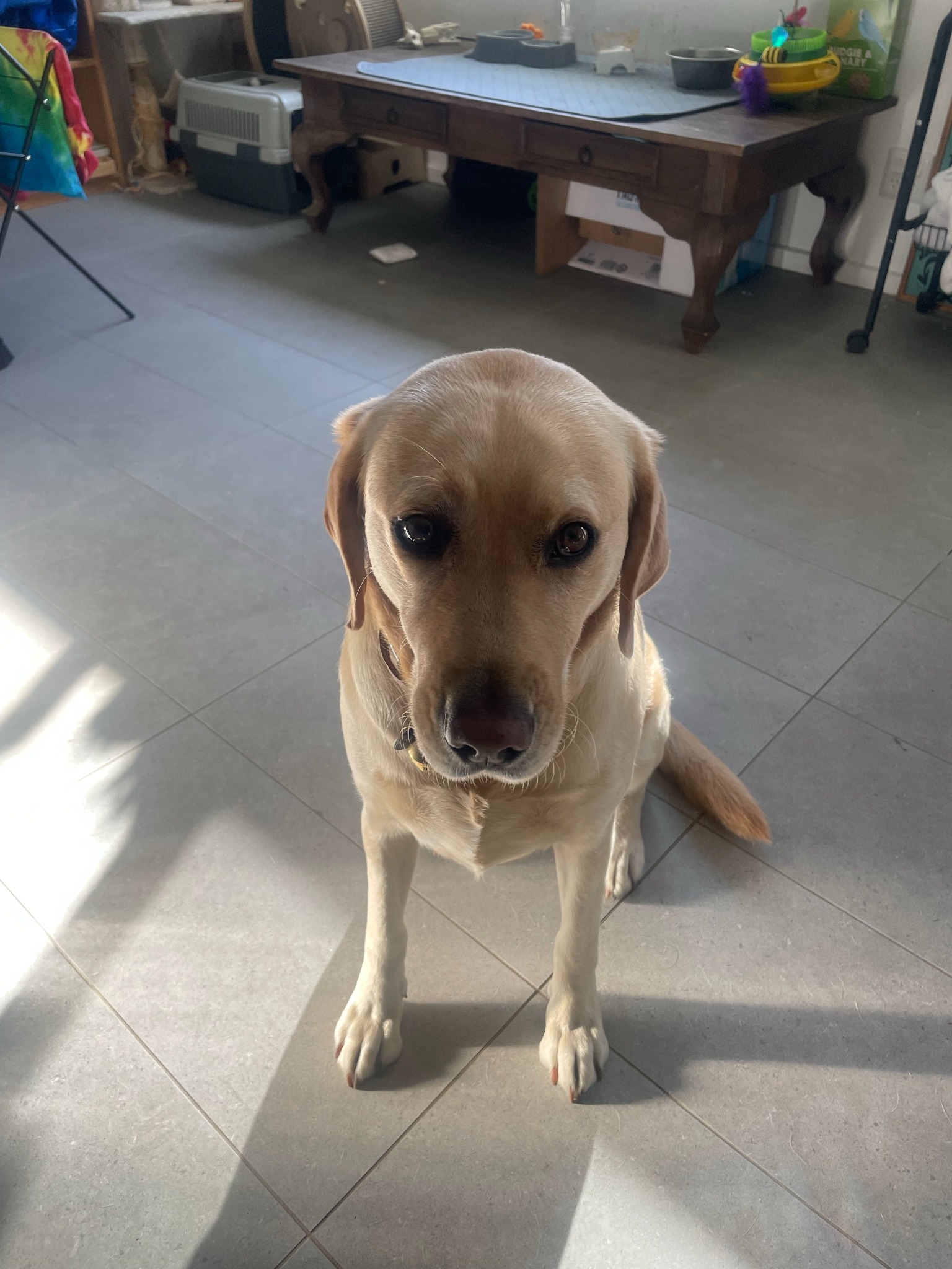 A golden dog sitting indoors and looking at the camera